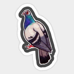 Tybalt the Pigeon Sticker